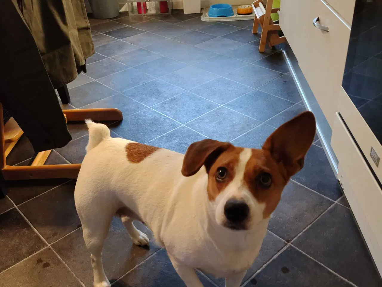 Billede 5 - Jack Russell