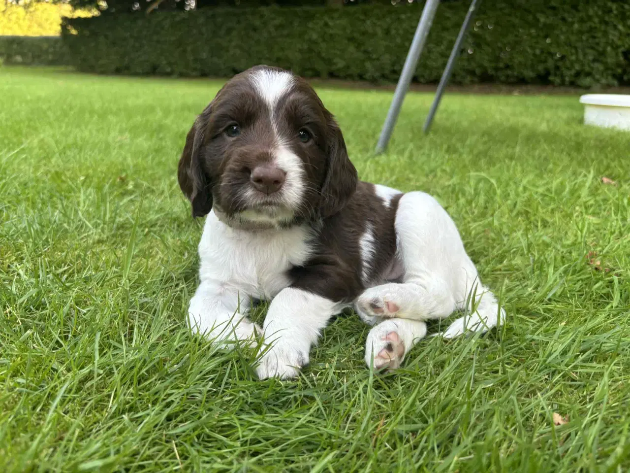 Billede 8 - FT Springer Spaniel hvalpe 