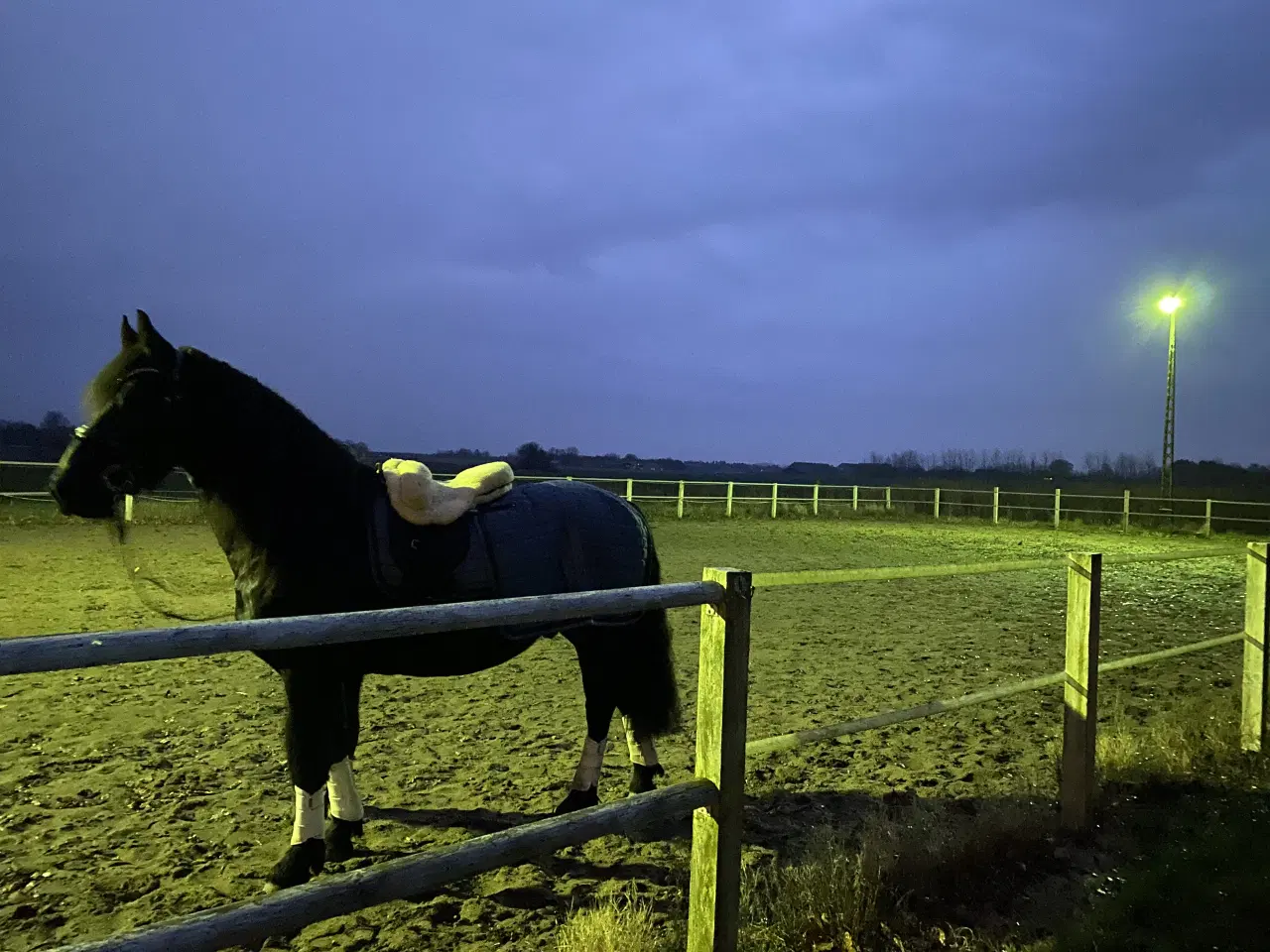 Billede 6 - Sort Barokpinto 