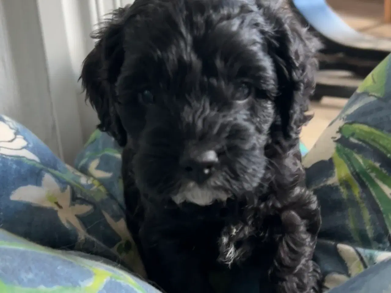 Billede 2 - Cavapoo hvalpe