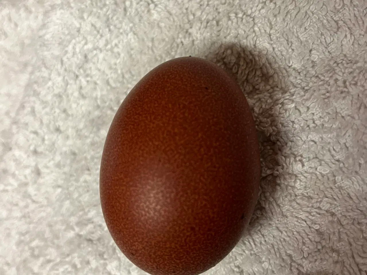 Billede 1 - Rugeæg fra Kobber maran høne og cream legbar hane