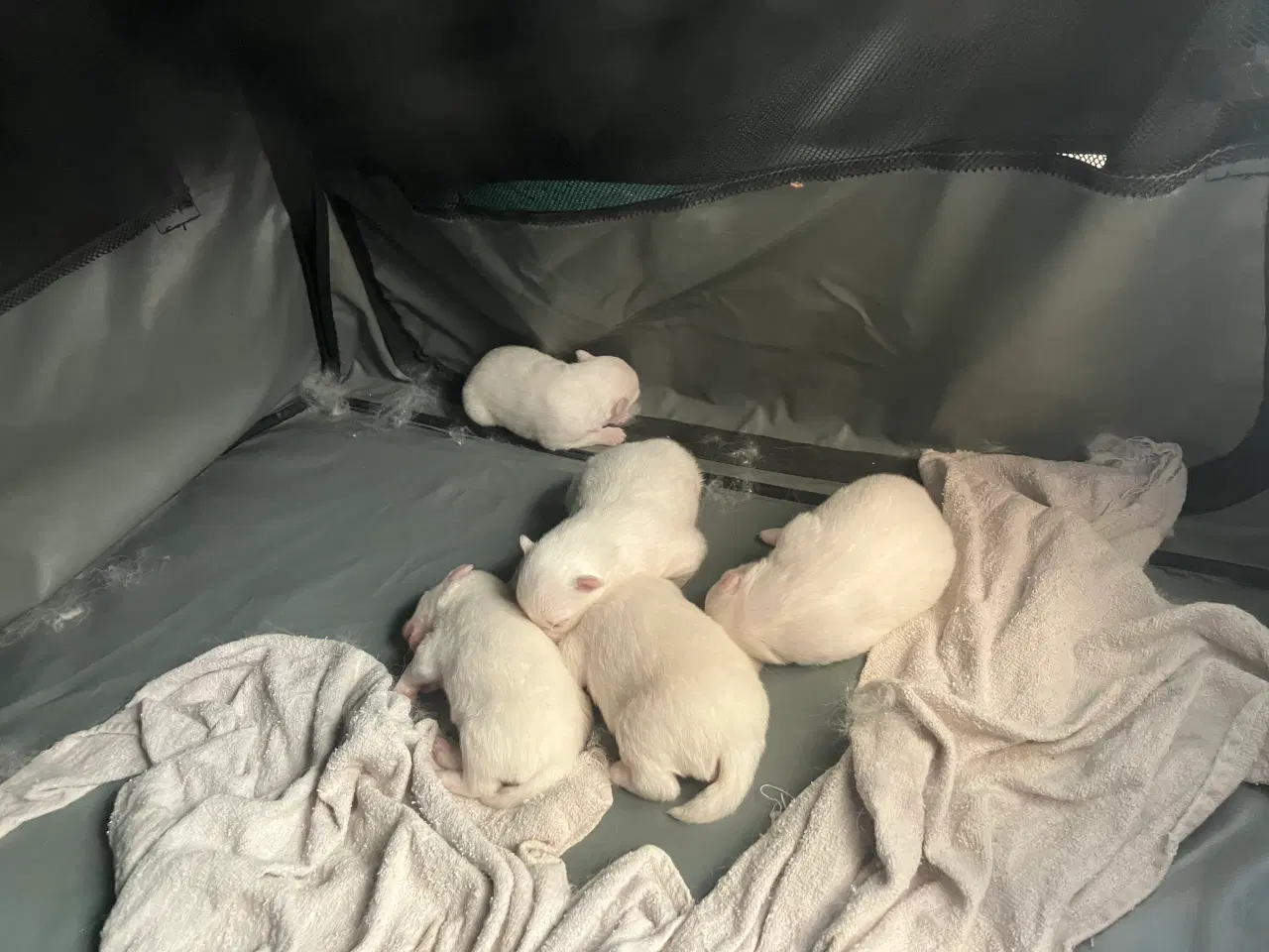 Billede 3 - Japanske snebolde 