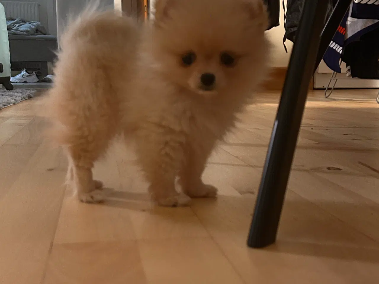 Billede 7 - Pomeranian hvalpe