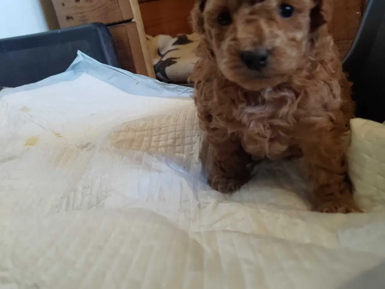 Billede 10 - Fawn krøltoppe puddelhvalpe 