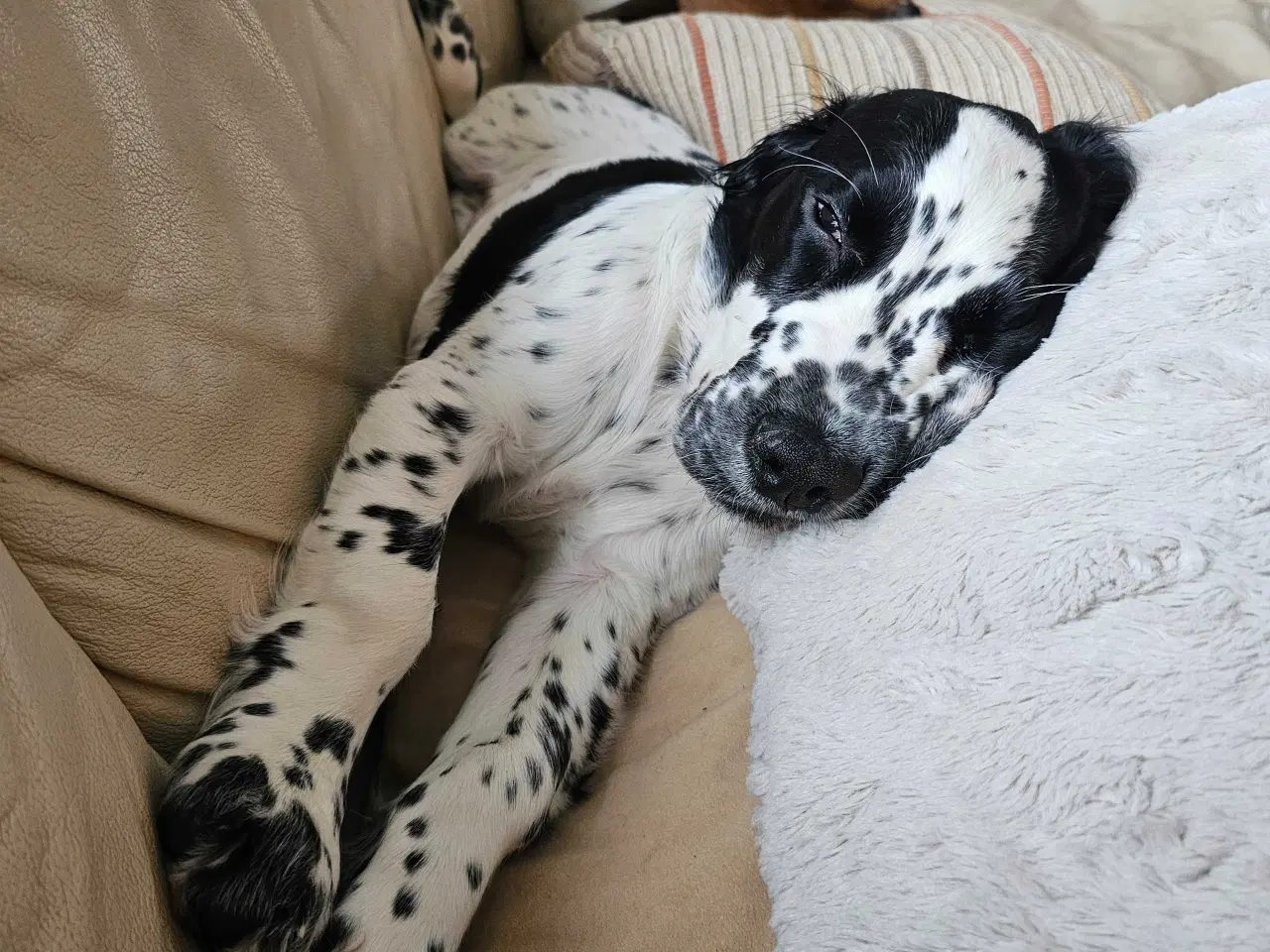 Billede 20 - 🐾 Lækre små vapser søger kærlige hjem 🐾