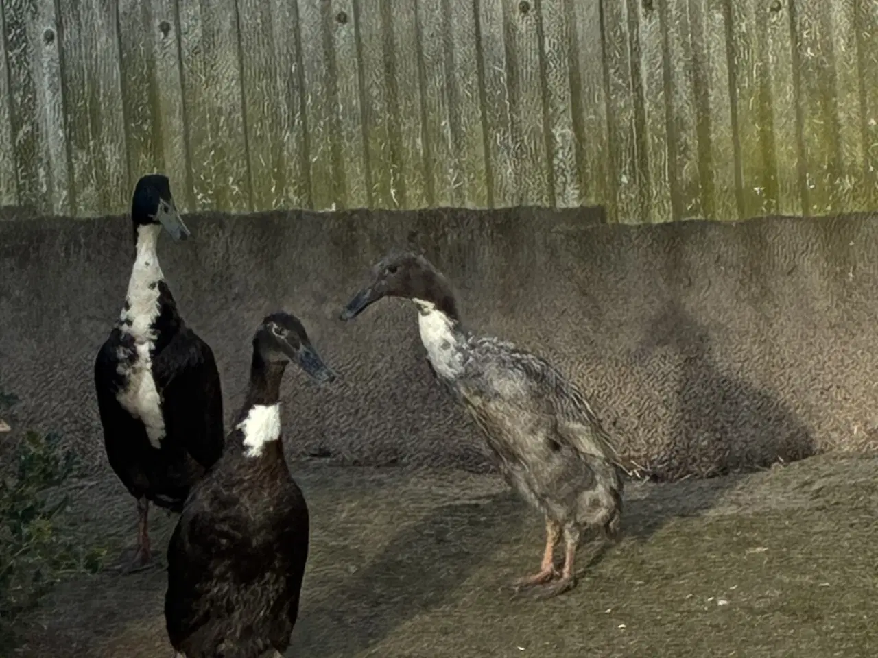 Billede 2 - Løbeænder 