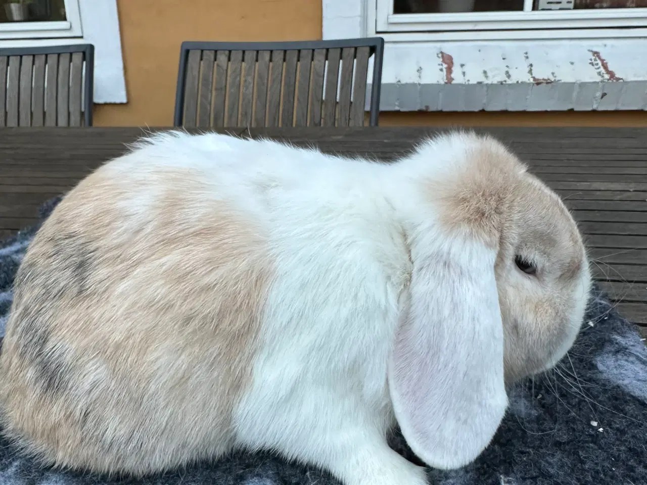 Billede 6 - Minilop kaninunge