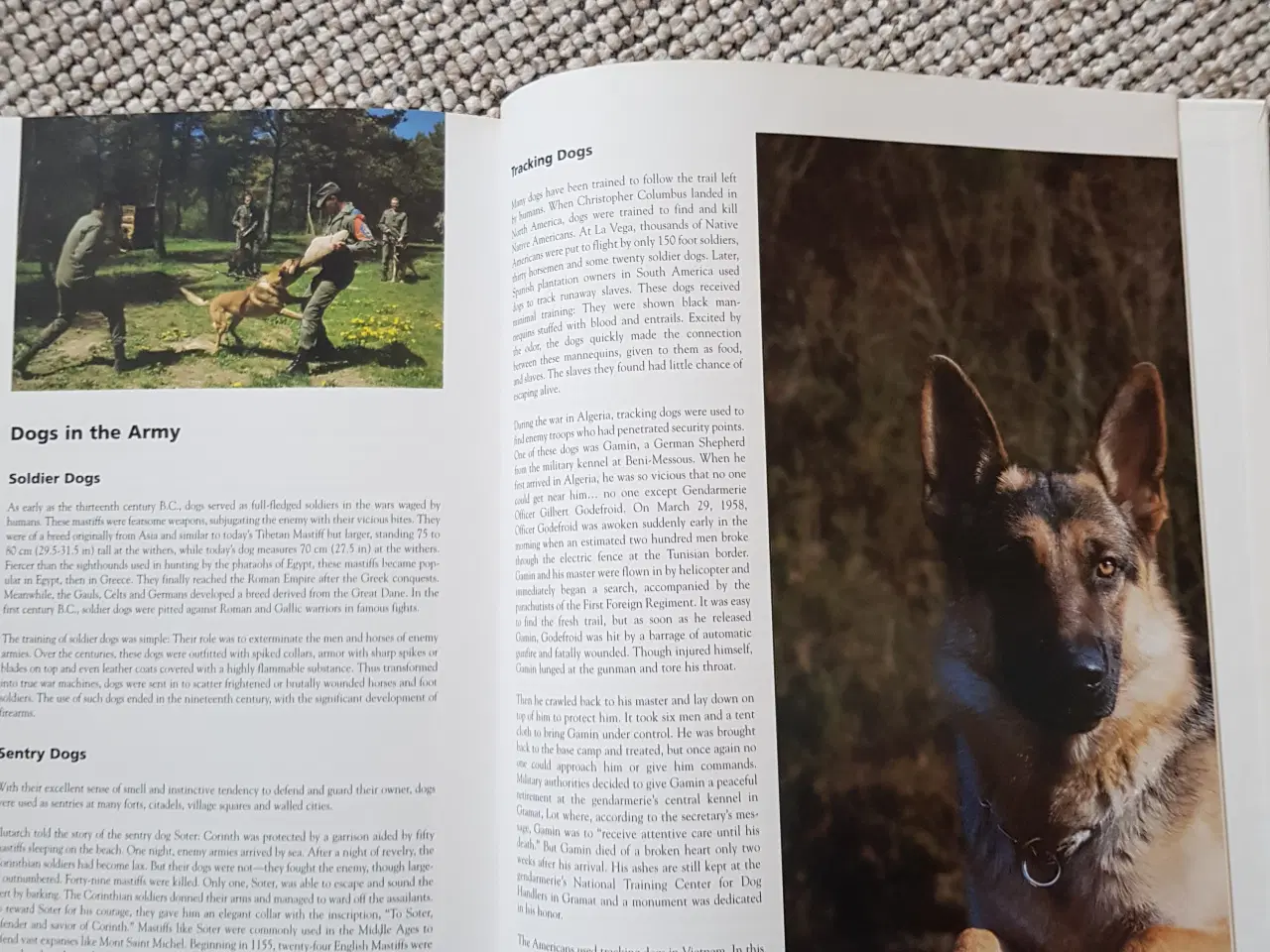 Billede 3 - Hunde opslagsværk - Dog encyclopedia