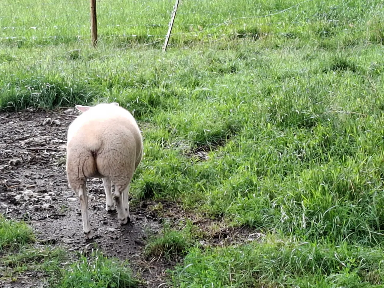 Billede 5 - Texel lam