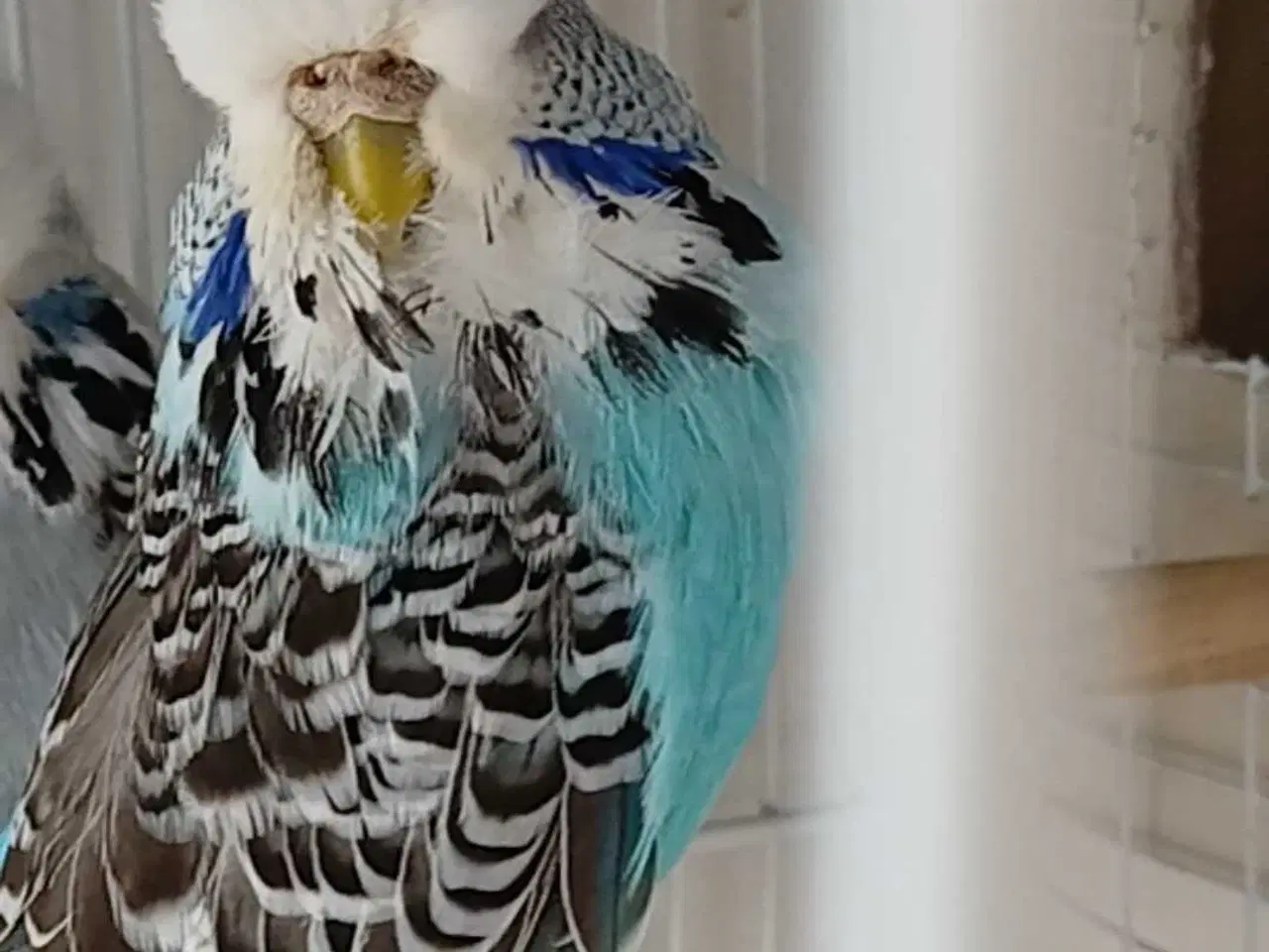 Billede 3 - Engelsk undulat hun