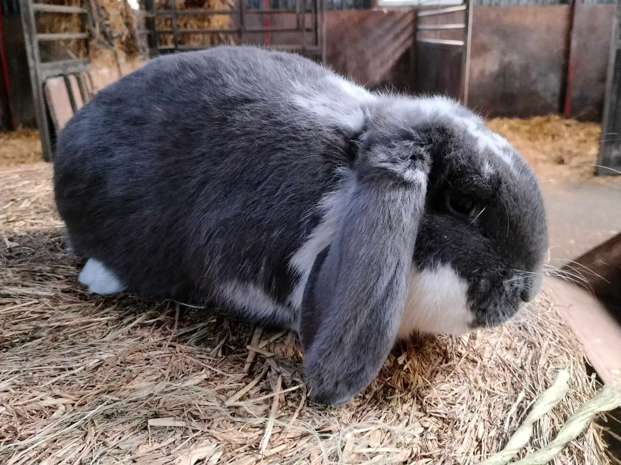 Billede 2 - Fransk vædder 