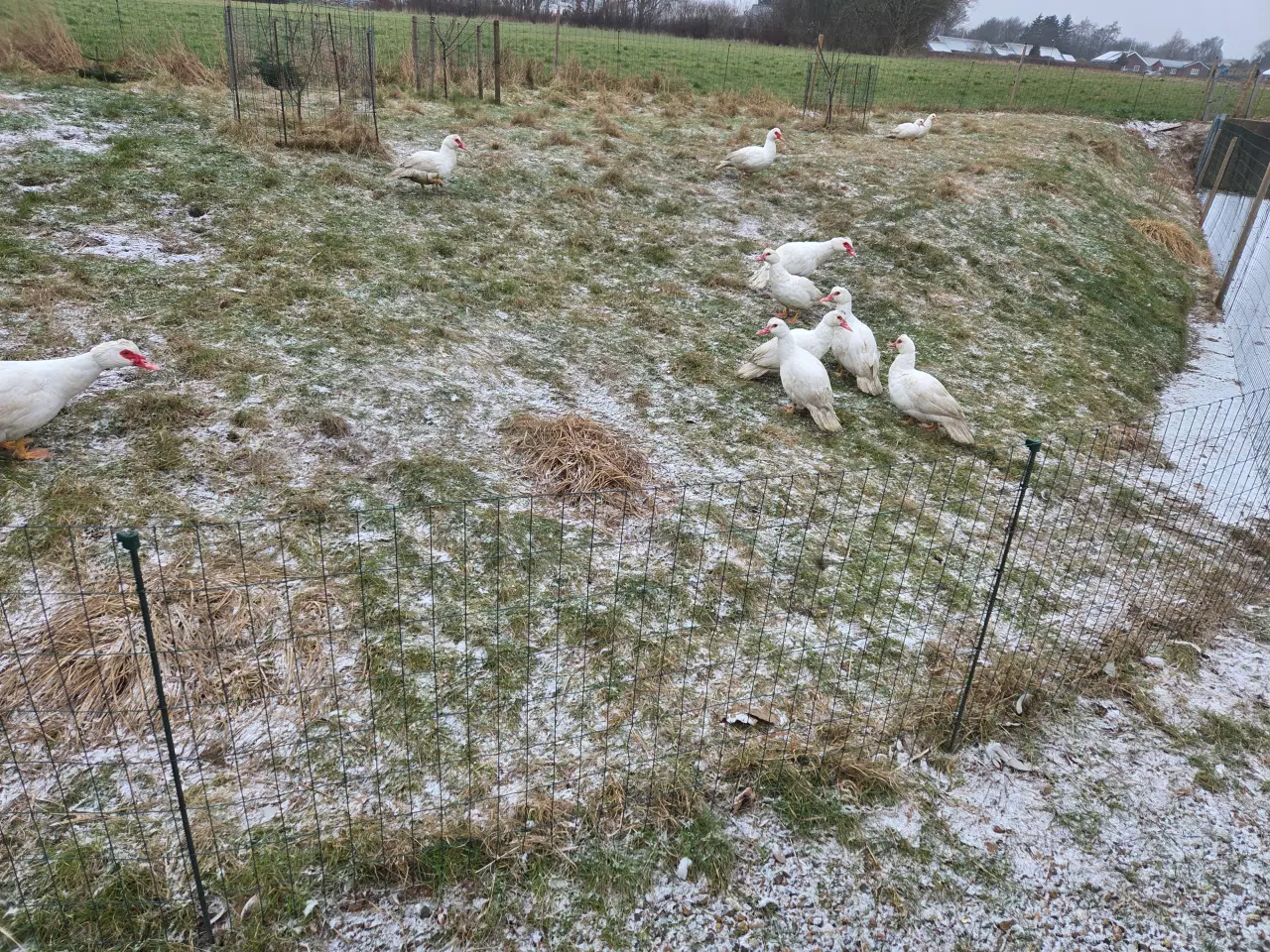 Billede 1 - Moskus ænder