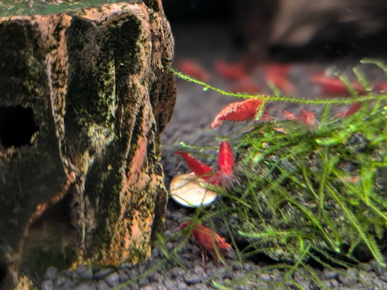 Billede 6 - Neocaridina Davidii, Fire Red rejer.