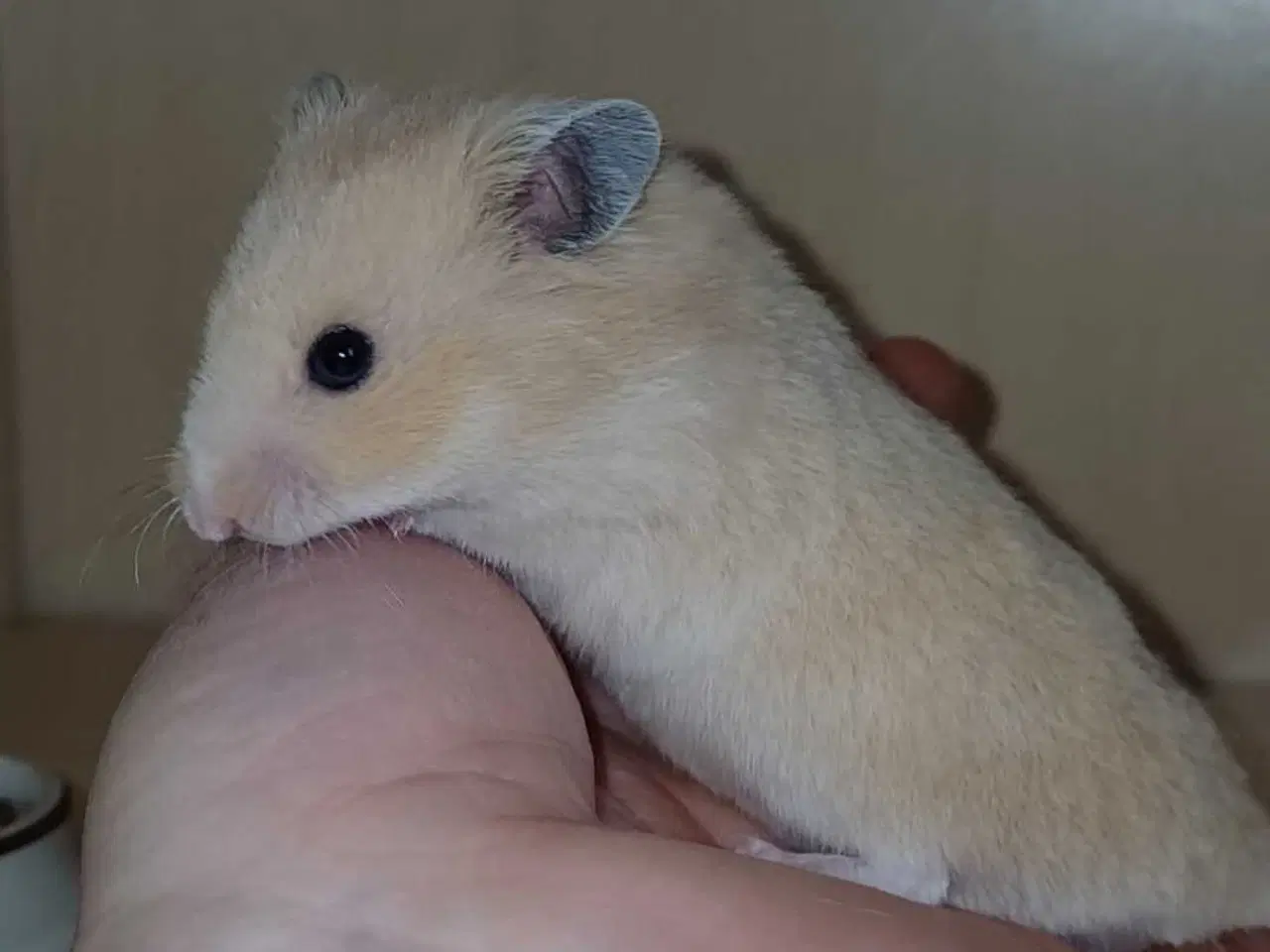 Billede 8 - Guldhamster unger 