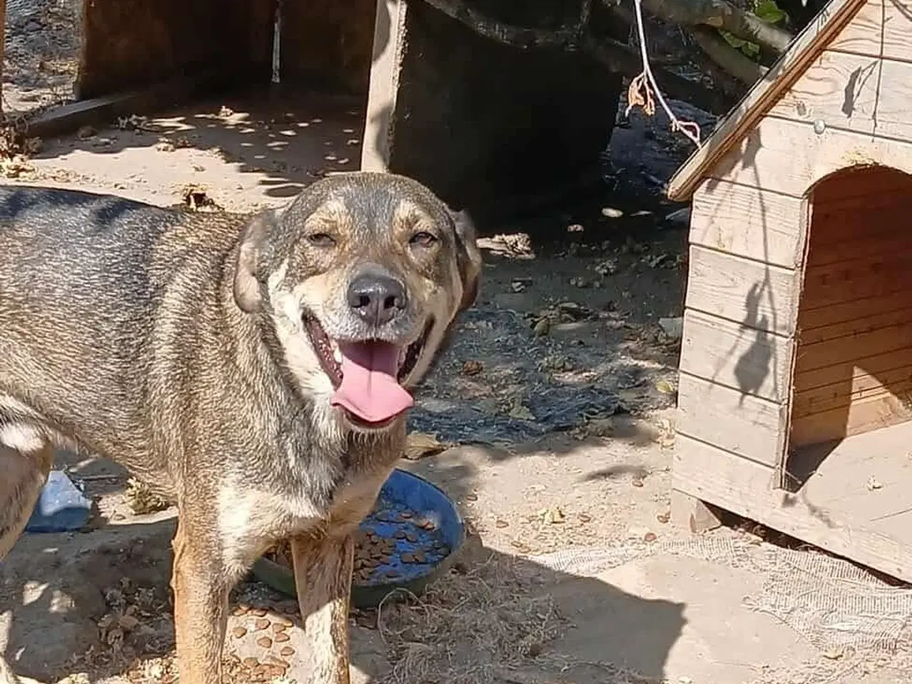 Billede 11 - Sødeste Pane søger familie