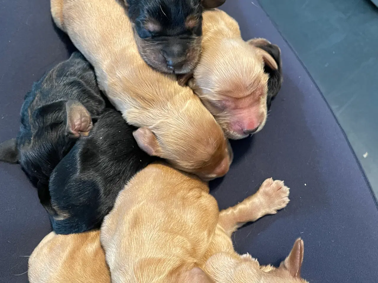 Billede 3 - Cocker spaniel hvalpe med stamtavle 