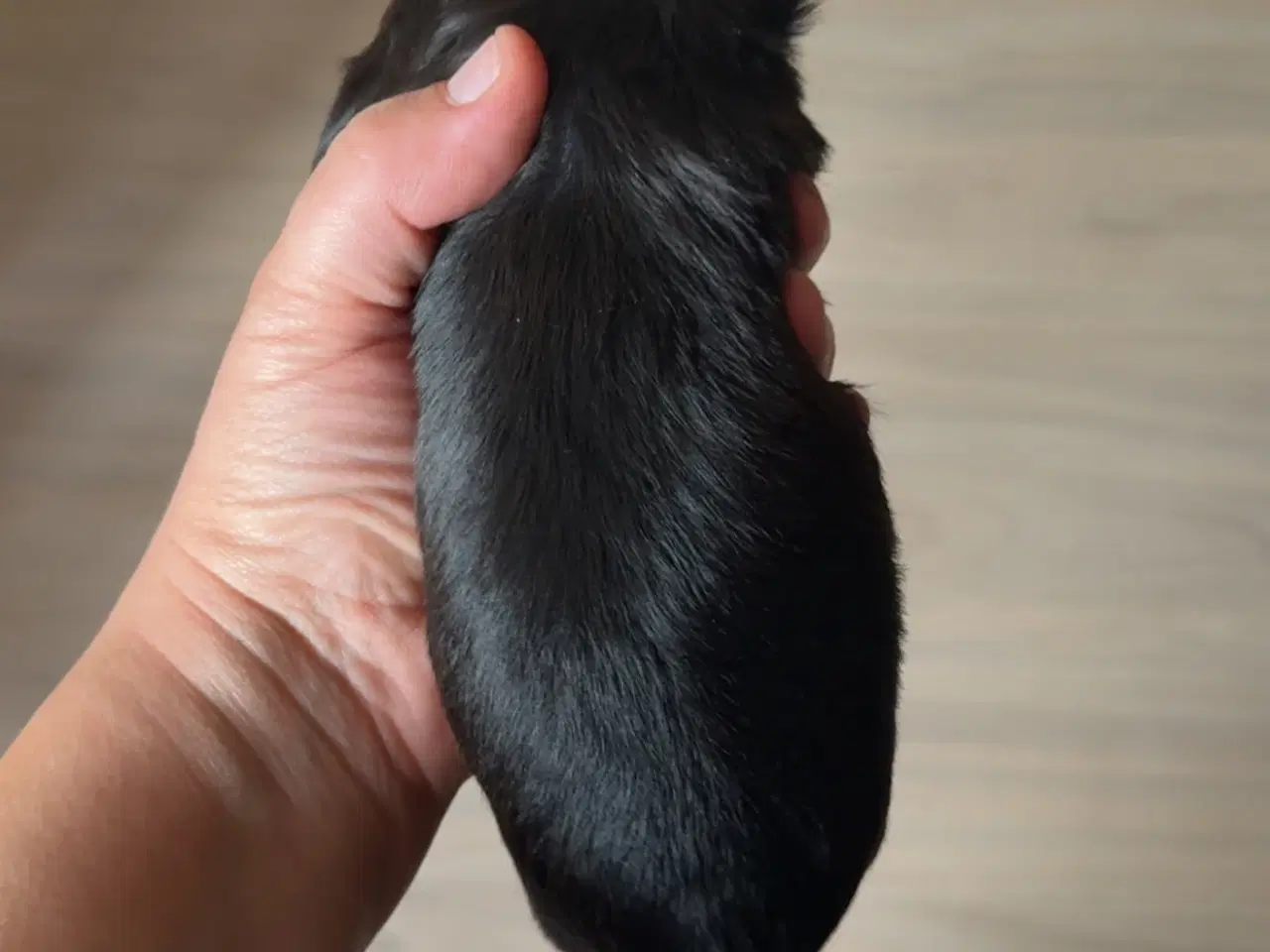 Billede 2 - Dejlige familiehund.
