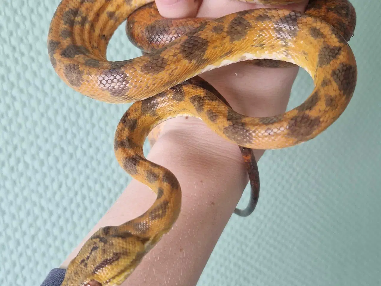 Billede 2 - 1.0 Amazonas træboa