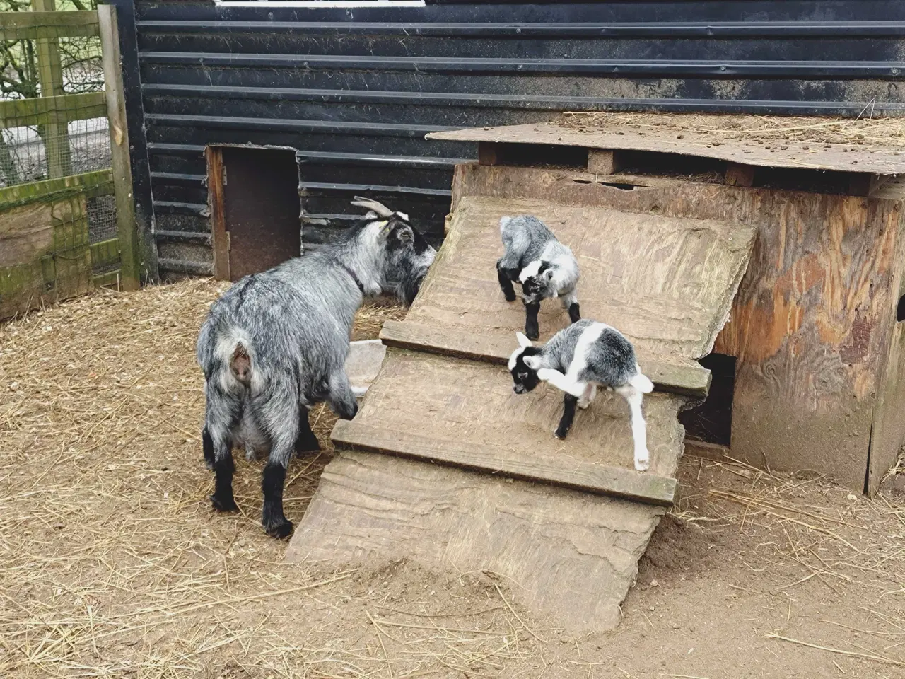 Billede 2 - Dværg gede kid 