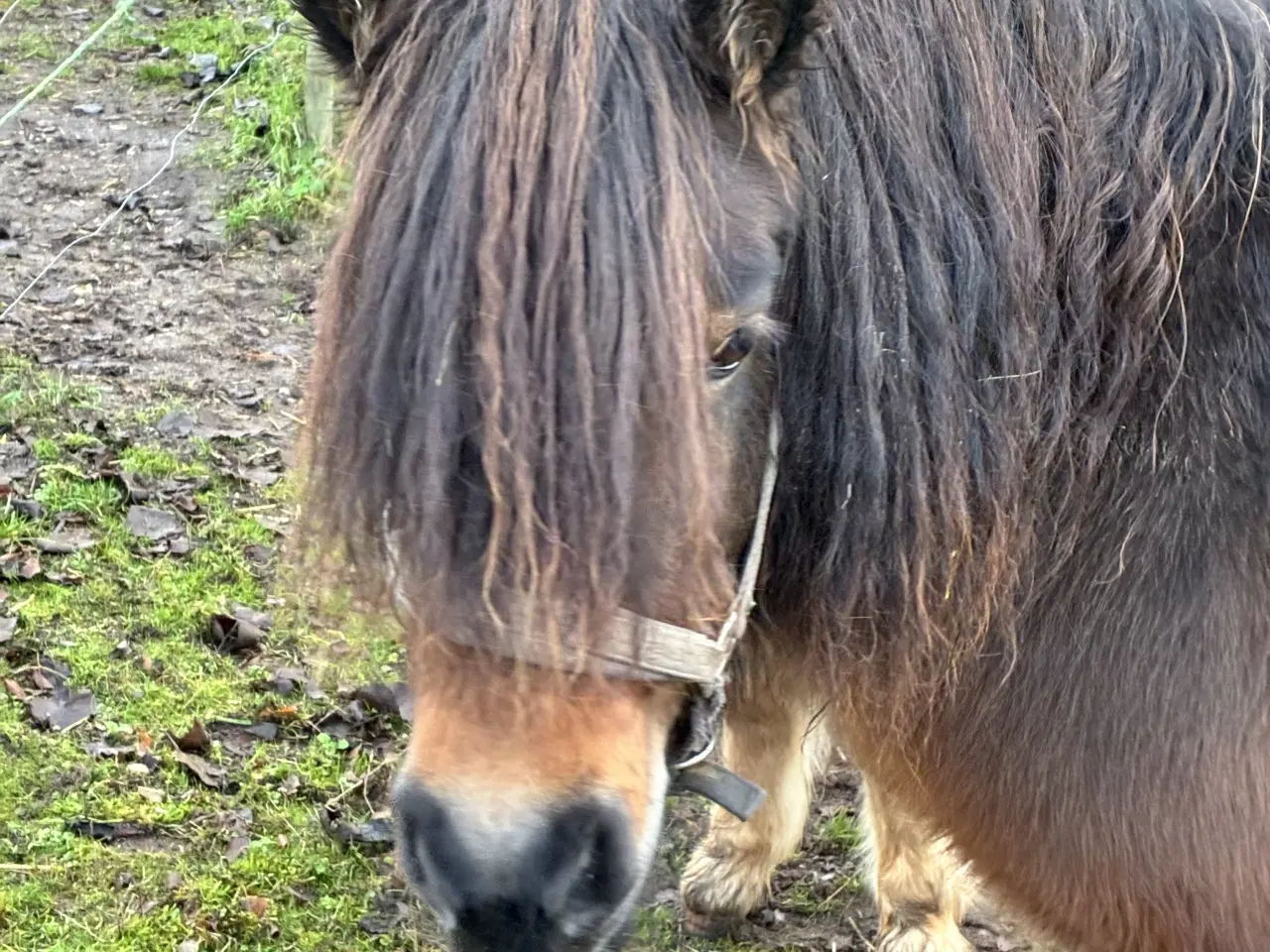 Billede 7 - Hingst/avlhopper Sælges 