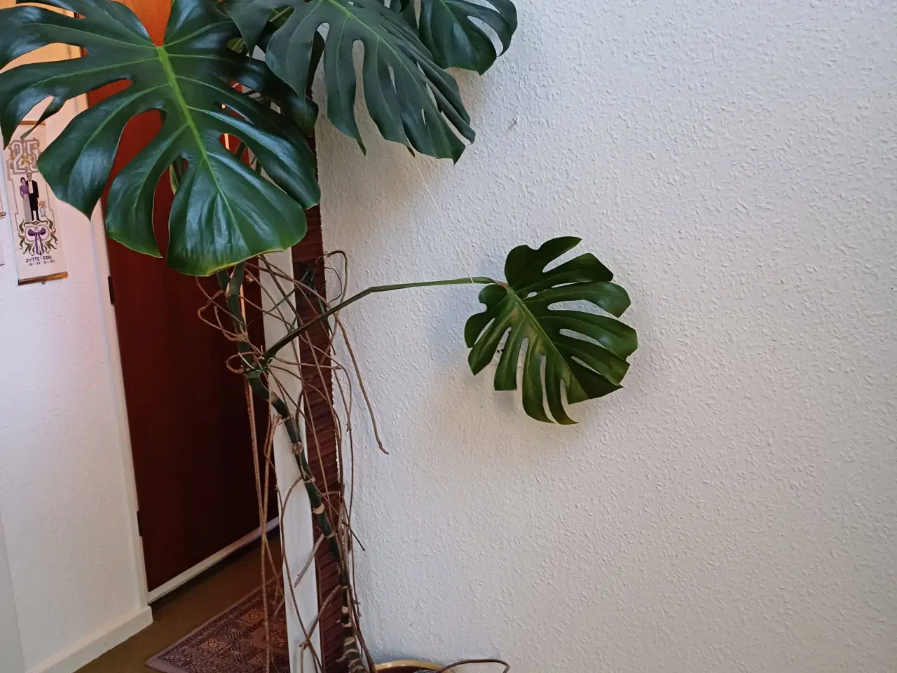 Billede 1 - Monstera (Fingerfilodendron) 