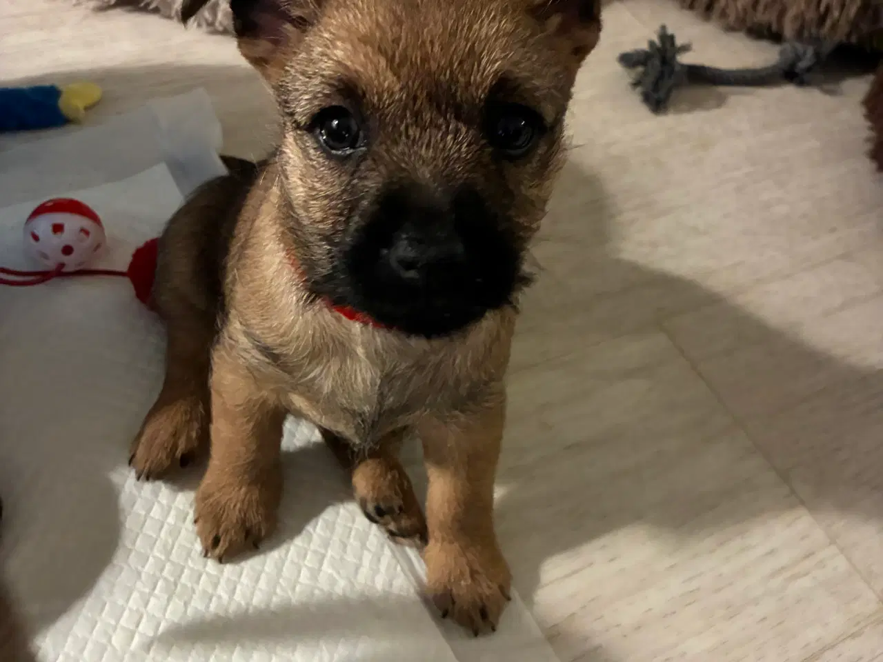 Billede 1 - Lækre cairn terrier hvalpe til salg