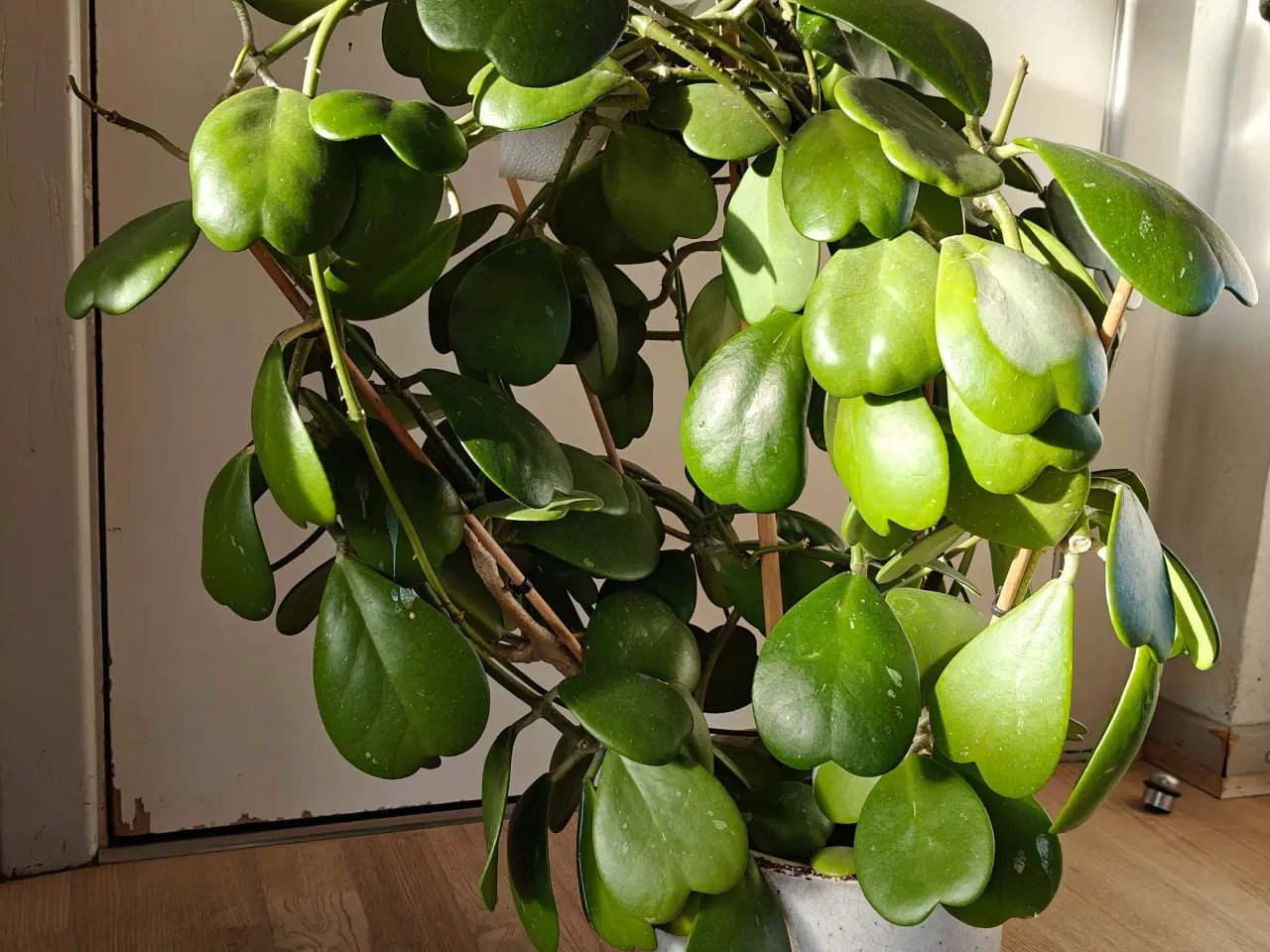 Billede 1 - Lykkehjerte