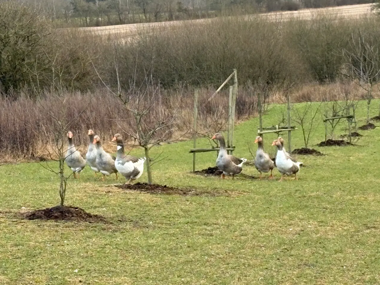 Billede 2 - Gaser. Gl dansk landrace