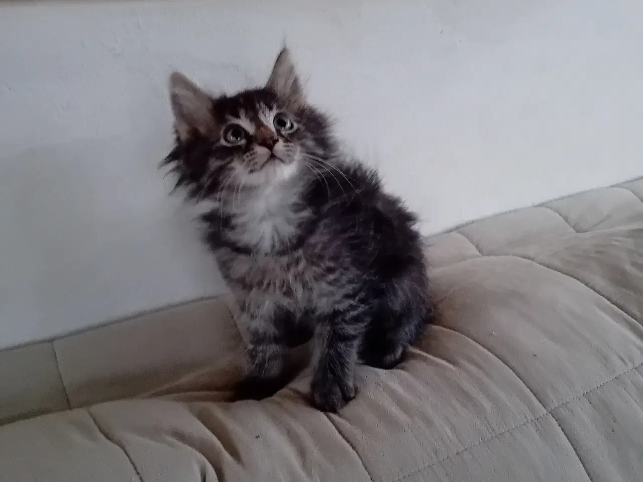 Billede 2 - Maincoon/Norsk skovkat