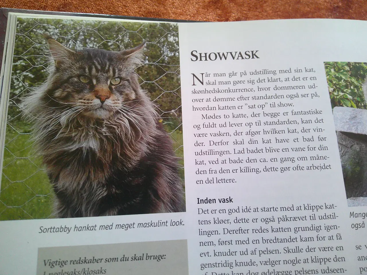 Billede 4 - Maine Coon, Felis Danica