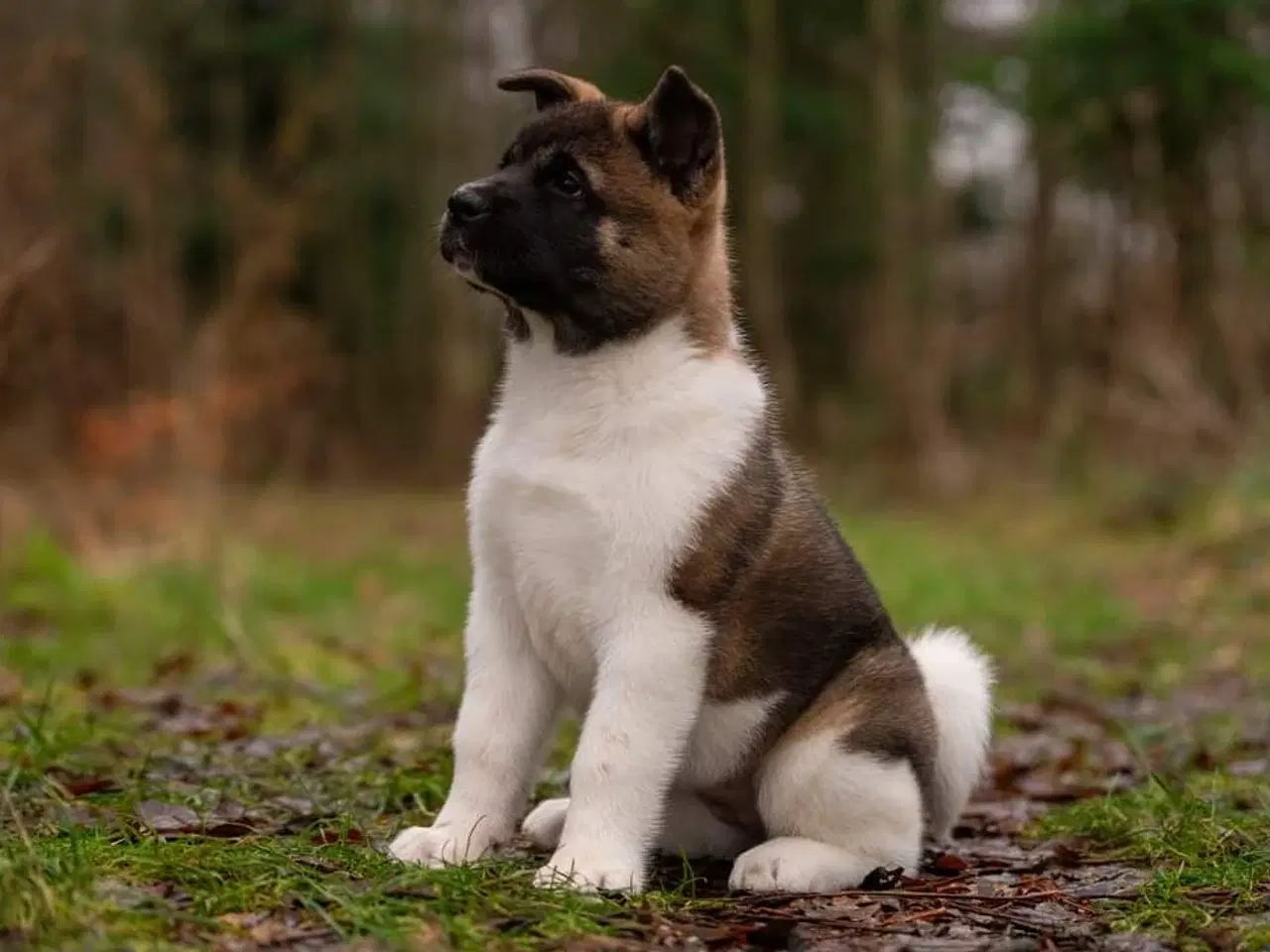 Billede 4 - American Akita hvalpe med DKK stambog