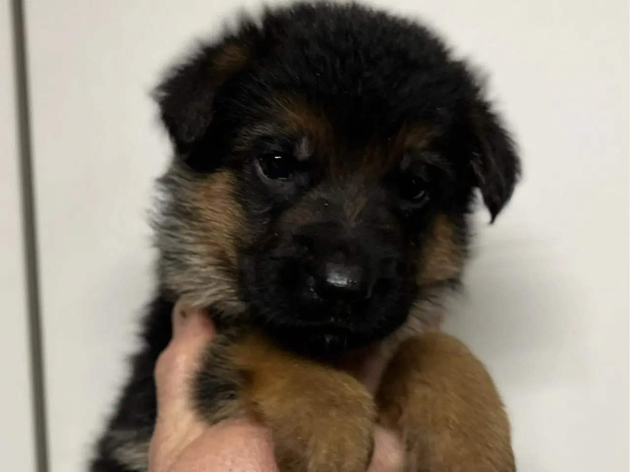 Billede 8 - Langhåret og korthåret schæfer hvalpe