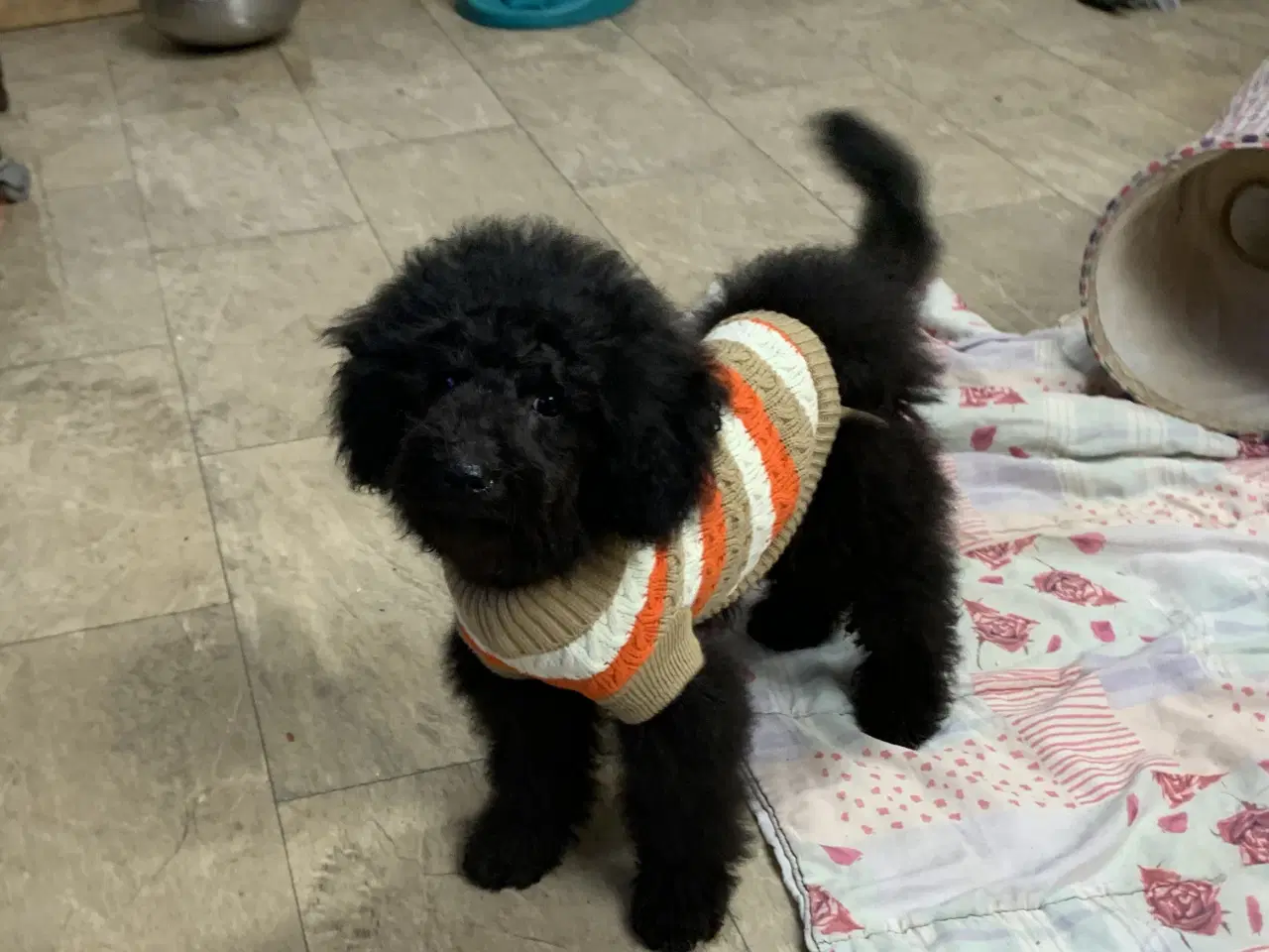 Billede 10 - Den dejligste Maltipoo dreng 