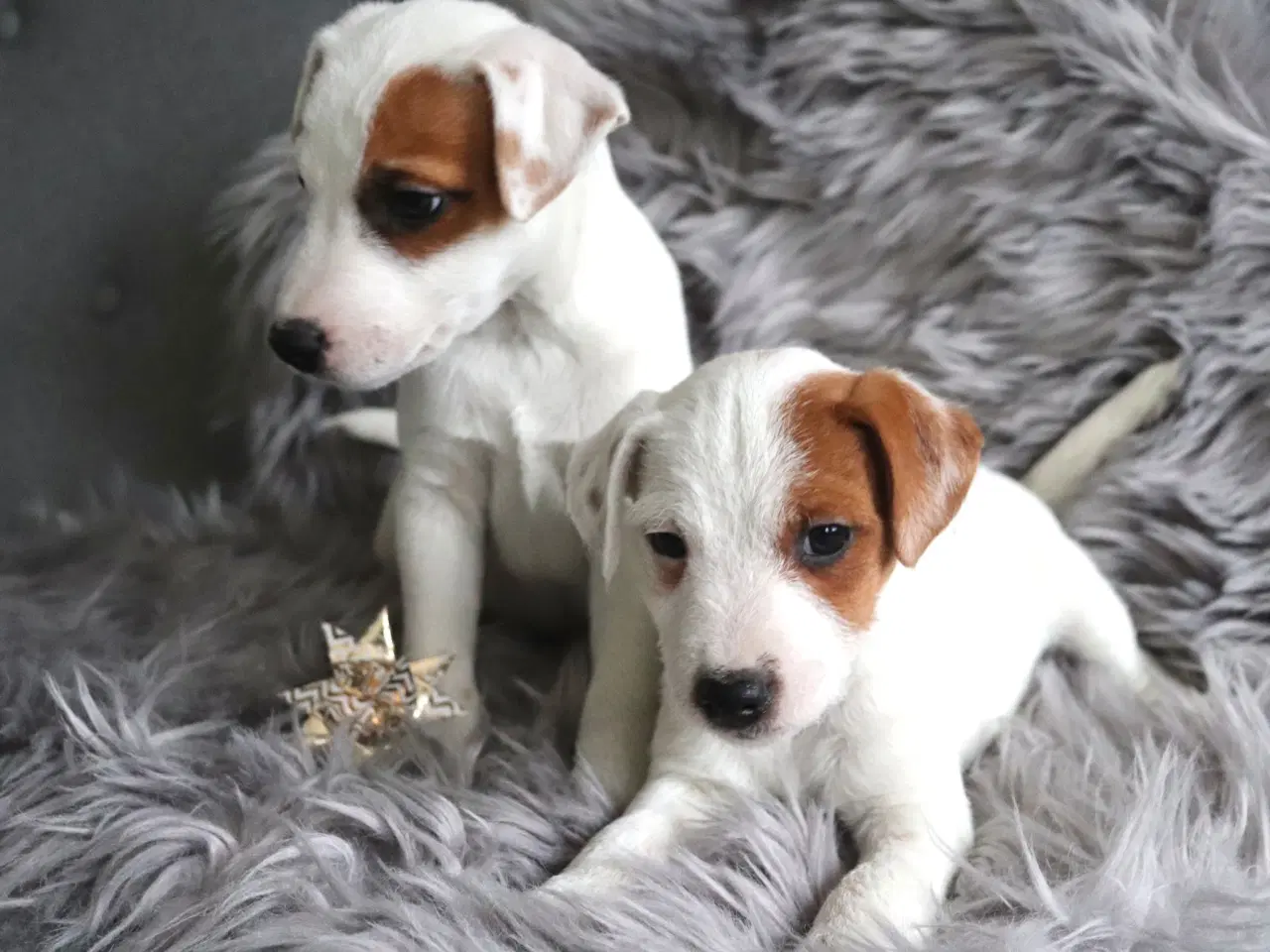 Billede 2 - Jack russell terrier hvalpe