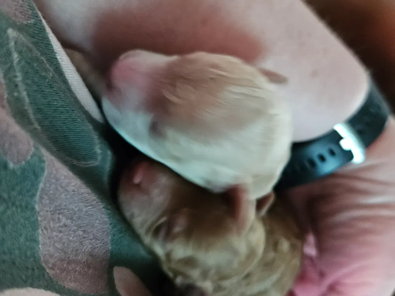 Billede 3 - Toy/Dværg puddel