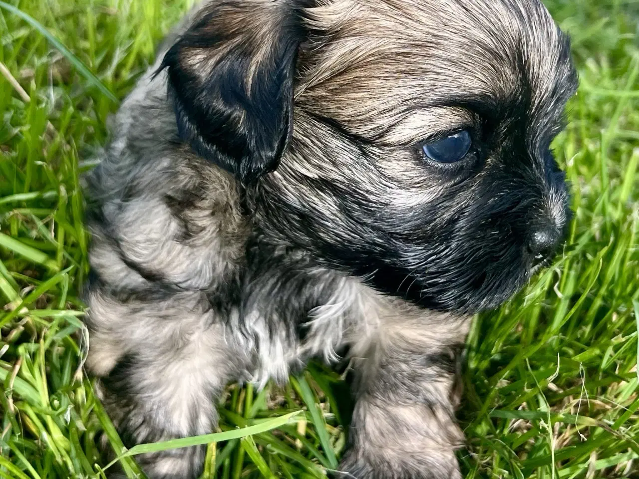 Billede 6 - Allergivenlige blandingshvalpe Pudel / Shih Tzu