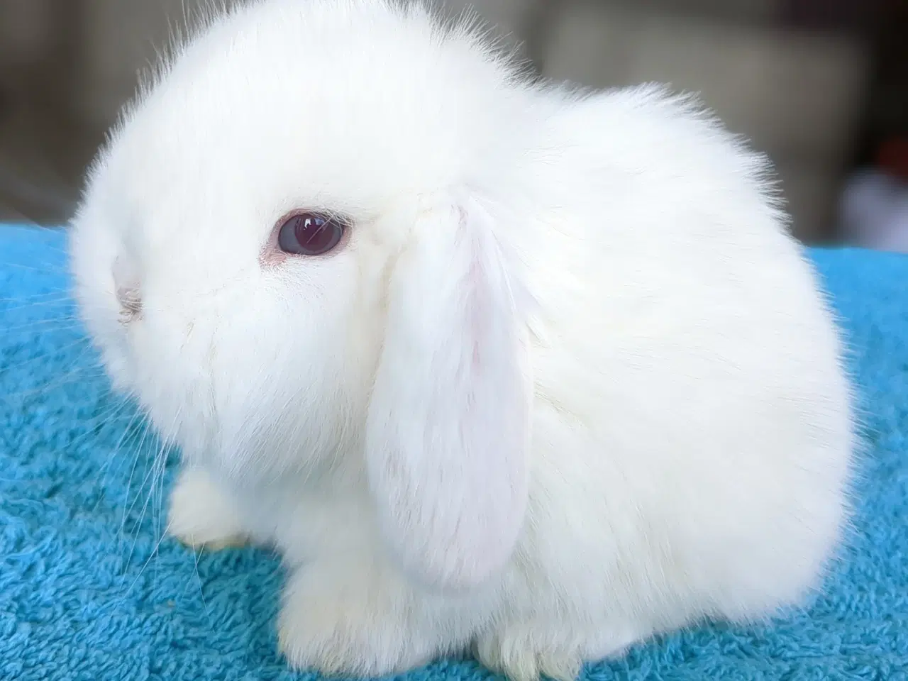 Billede 4 - Minilop kaninunge sælges 