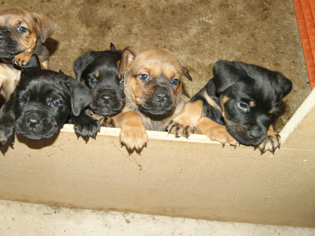 Billede 3 - Cane Corso Italiano 7 ugers.