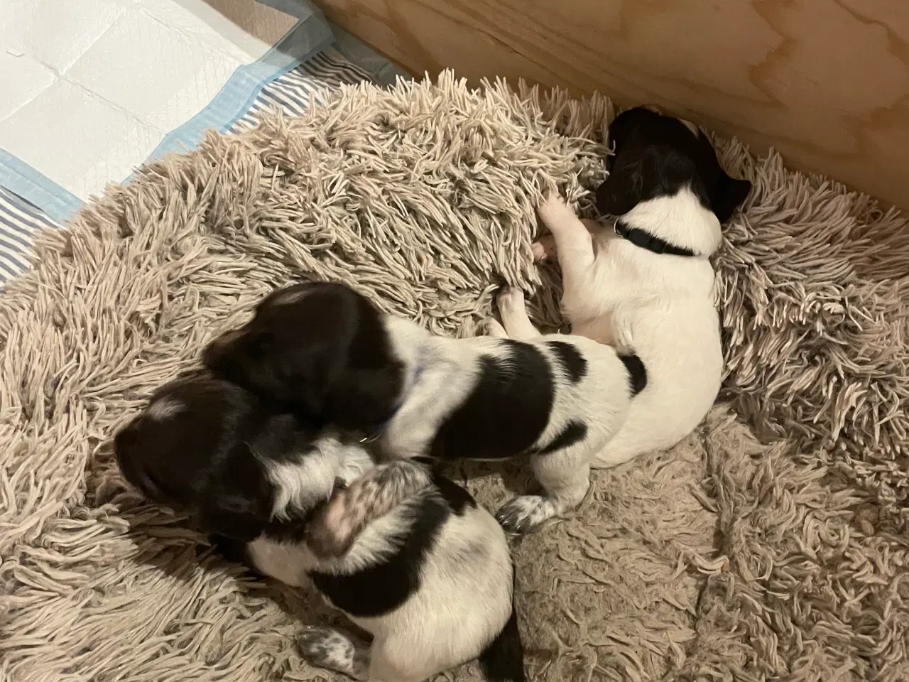 Billede 4 - Kleiner Münsterländer hvalpe