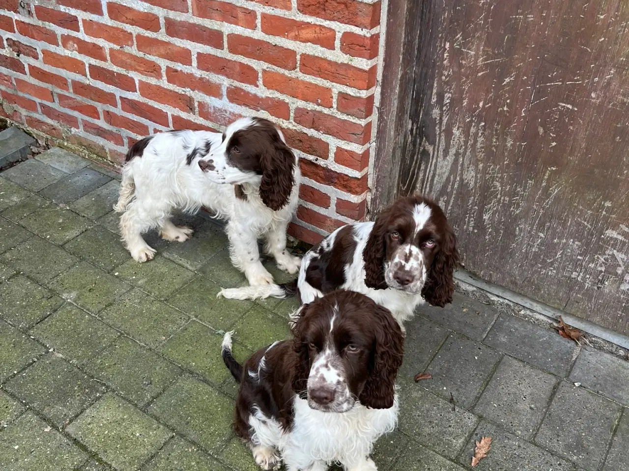 Billede 2 - Engelsk Springer Spaniel 