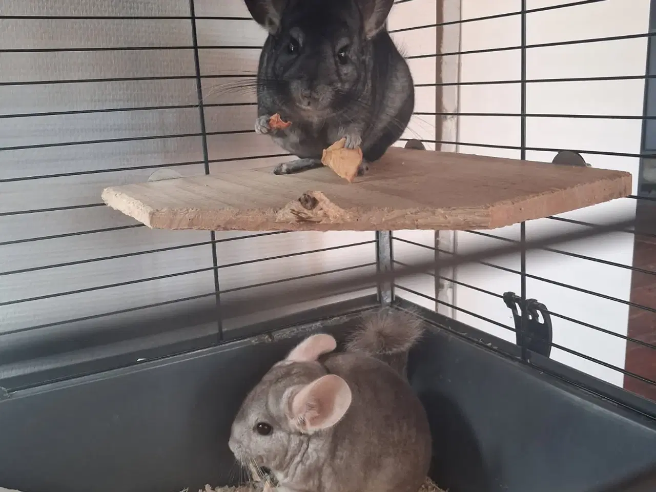 Billede 1 - 2 søde piger søger nyt hjem