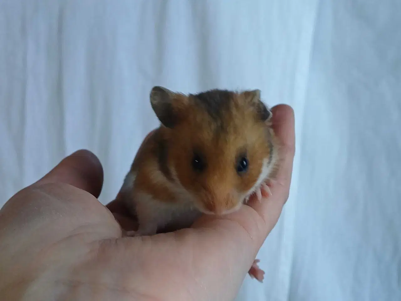 Billede 13 - Guldhamster unger
