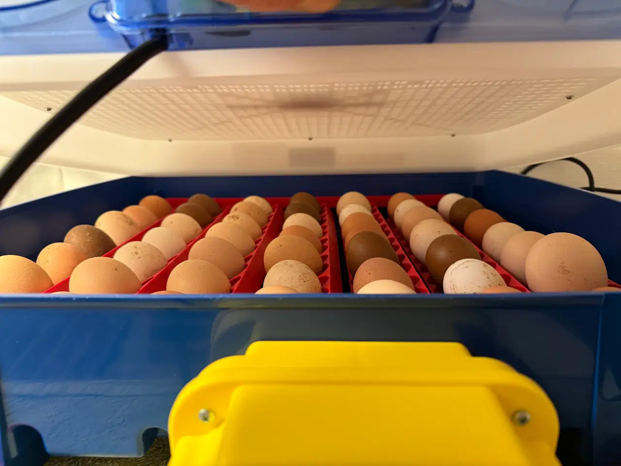 Billede 4 - Tilbyder udrugningen af din æg 