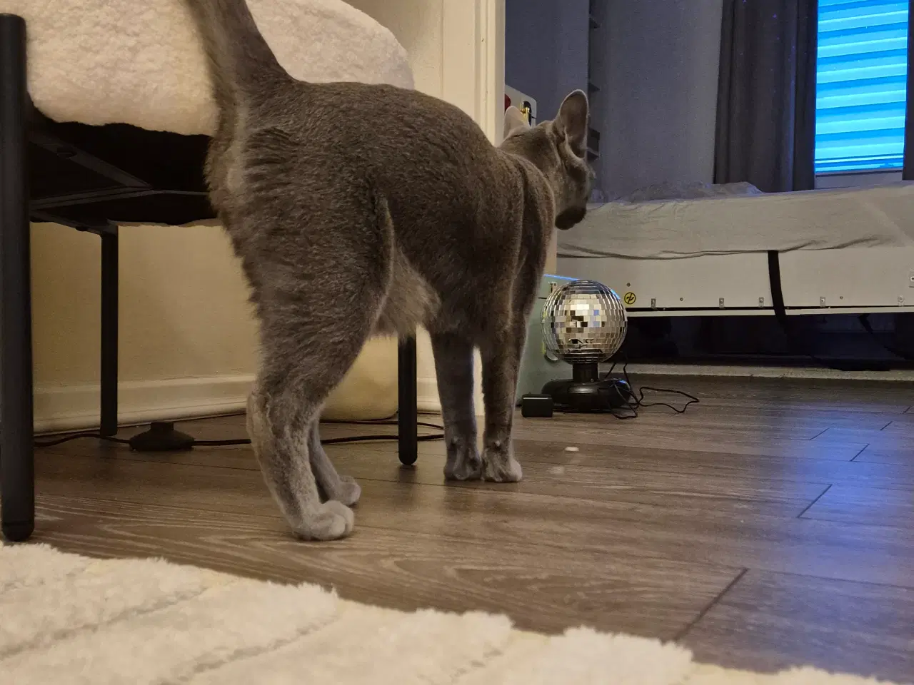 Billede 10 - Russian blue hankat