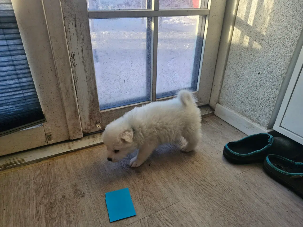 Billede 10 - Hvalpe søger nye hjem