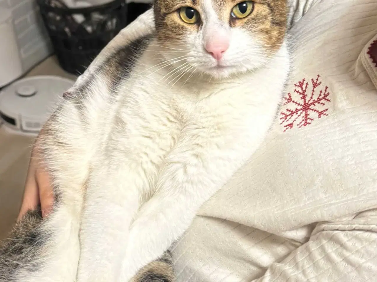 Billede 1 - 💔 HASTER – Vores elskede Amigo søger nyt hjem 💔