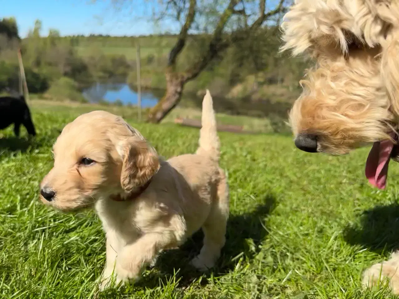 Billede 2 - Cockapoo / Cockerpoo / Doodle