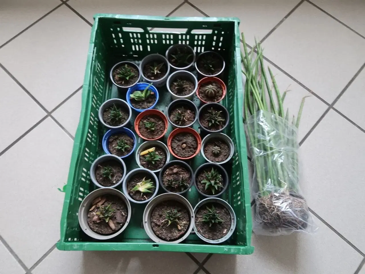 Billede 1 - Diverse planter