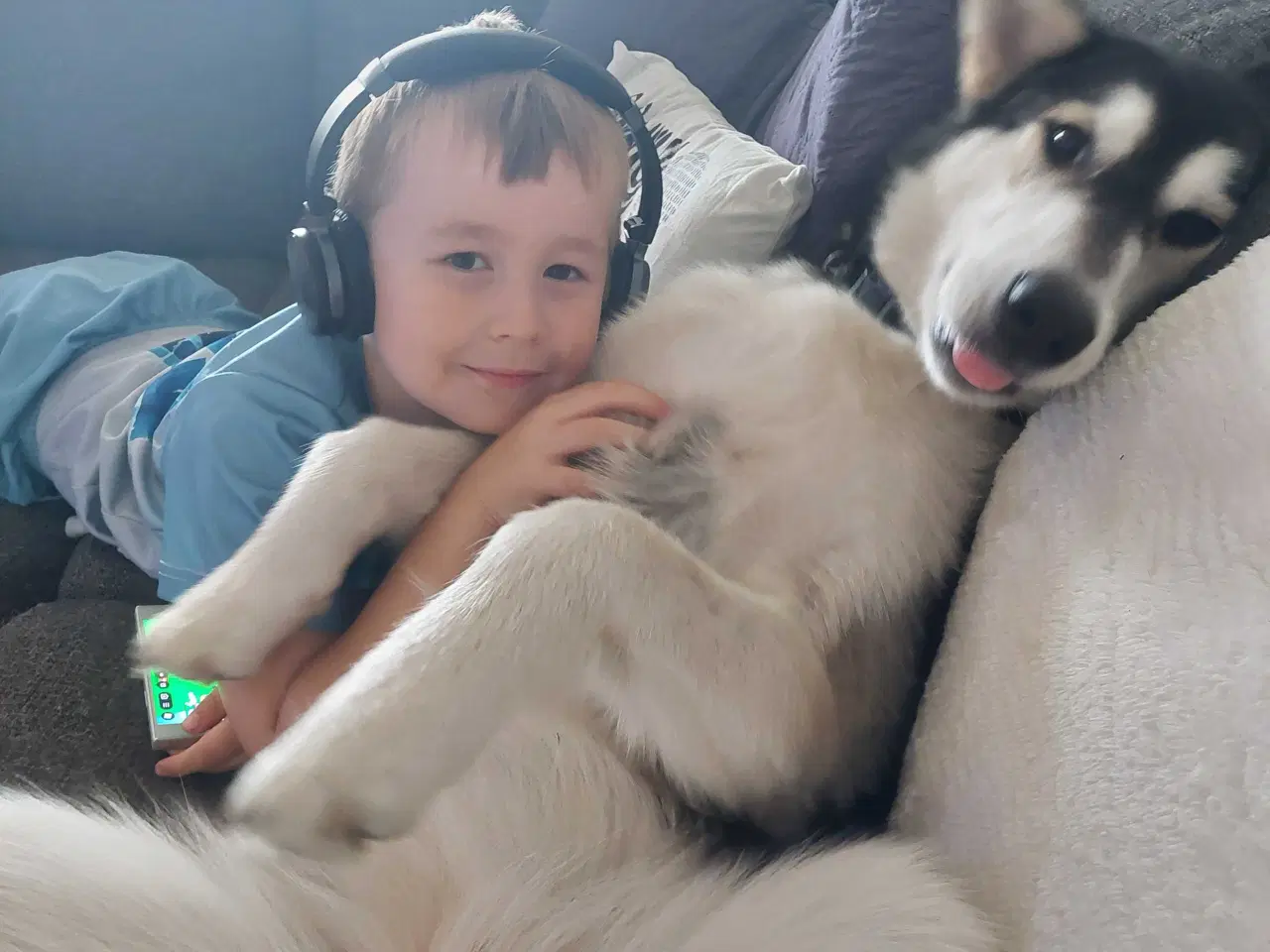 Billede 1 - Alaskan malamute hvalp 