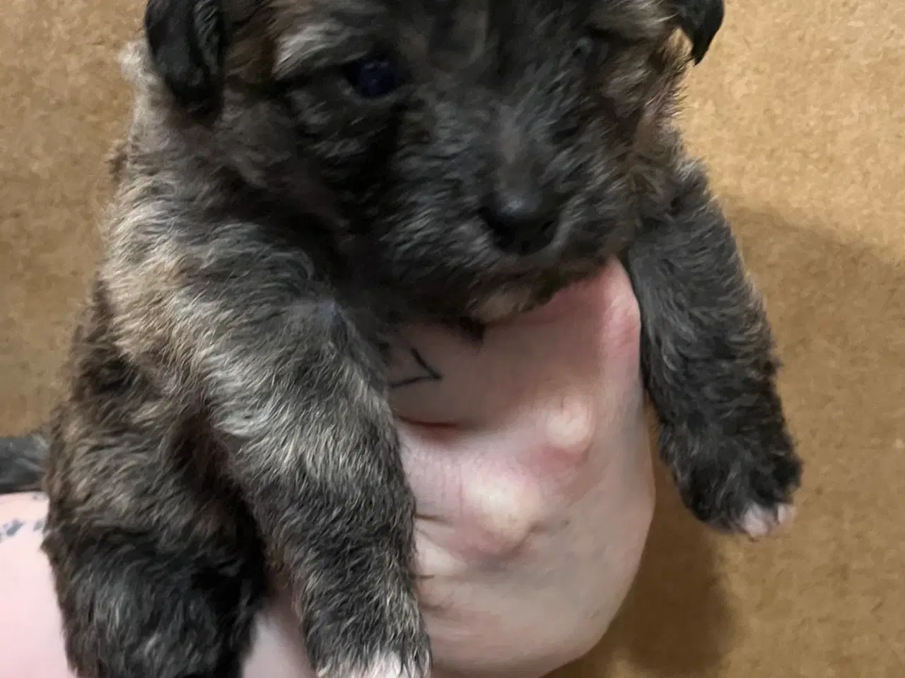 Billede 4 - Kun en tigerstribet tæve nu! Små blandinger